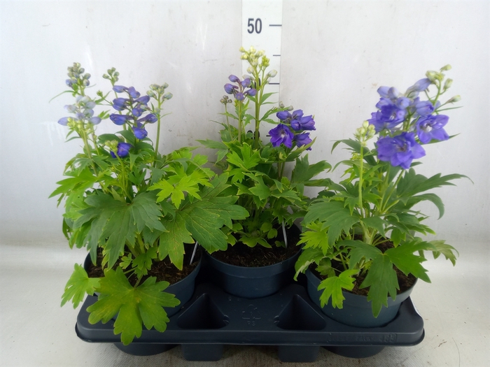 <h4>Delphinium grand. 'Blue Butterfly'</h4>