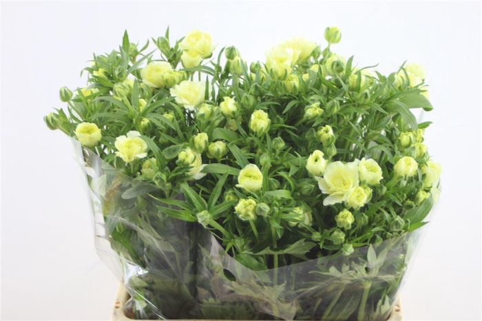 <h4>Ran. Butterfly Graces</h4>