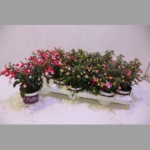 Fuchsia B F Gem