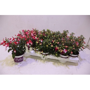 Fuchsia B F Gem