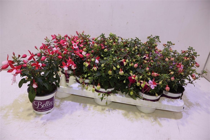 <h4>Fuchsia B F Gem</h4>