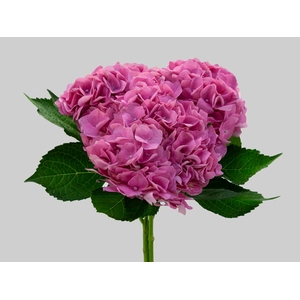 HORTENSIA ROMA 050 CM PINK