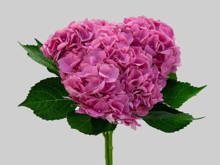 <h4>HORTENSIA ROMA 060 CM PINK</h4>