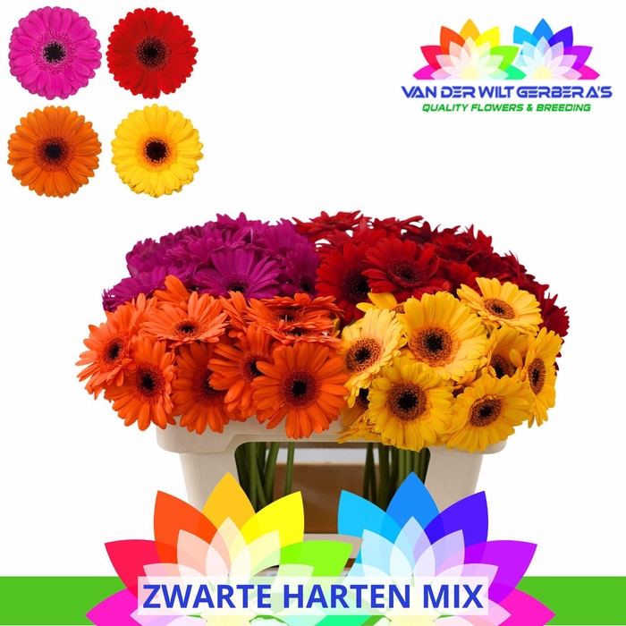 <h4>Germini Mix Purple Water</h4>