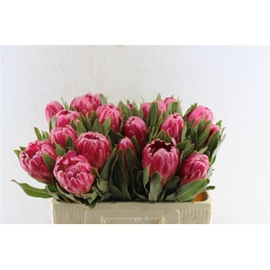 Protea Brenda