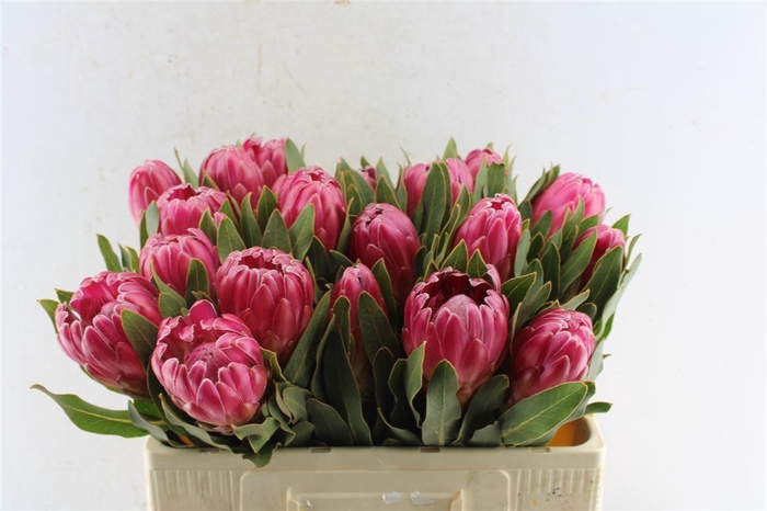 <h4>Protea Brenda</h4>