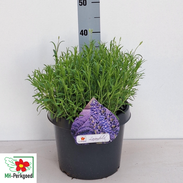 arr8 Lavan An Dwarf Blue