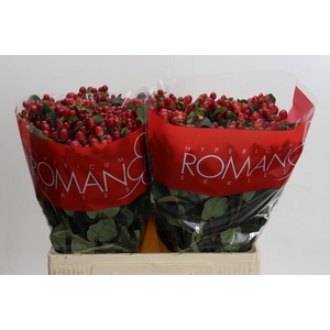 Hypericum True Romance XXL