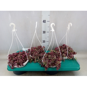 Crassula marginalis