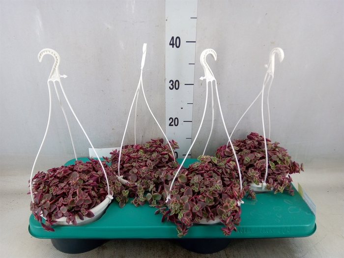 <h4>Crassula marginalis</h4>