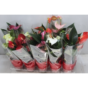 ANTHURIUM VARIADO P12