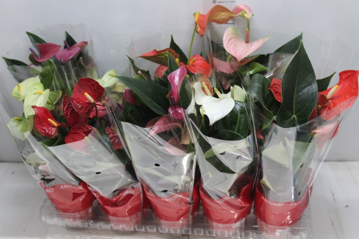 <h4>ANTHURIUM VARIADO P12</h4>