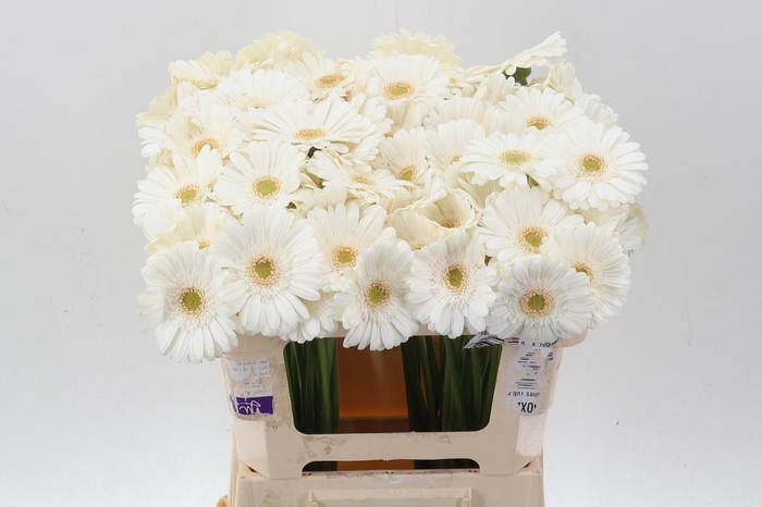 <h4>Ge Mi White Star</h4>