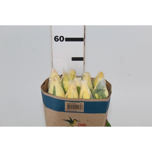 ROSA SANTA FE 050 CM ESTUFA