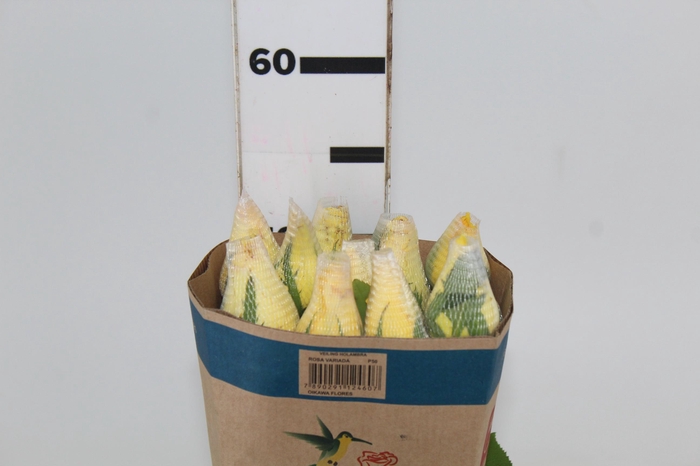 <h4>ROSA SANTA FE 050 CM ESTUFA</h4>