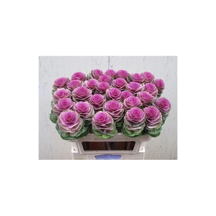 <h4>Brass Crane Carmine</h4>