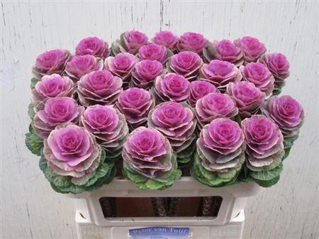 <h4>Brass Crane Carmine</h4>