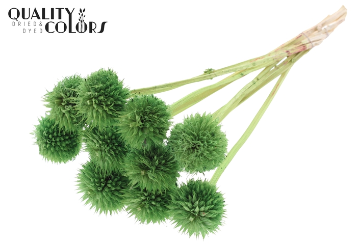 Lions Tail 10pc/bunch Light Green