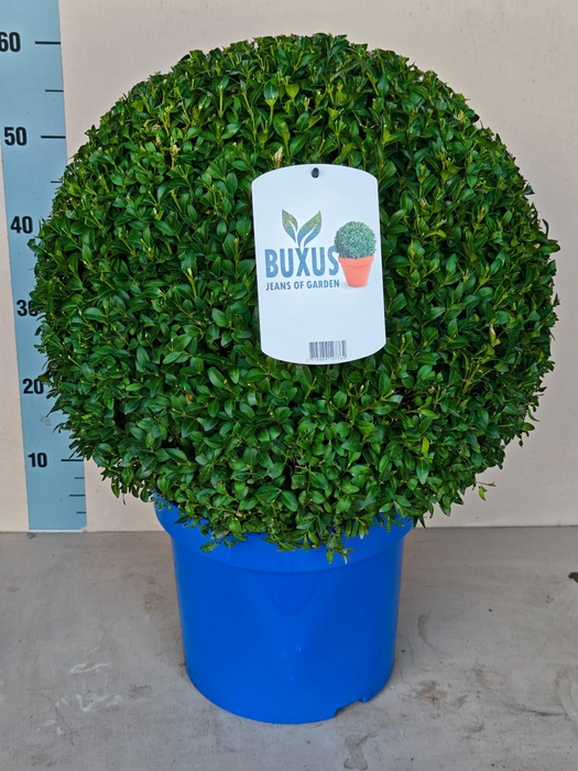 <h4>BUXU SEMPERVIRENS</h4>