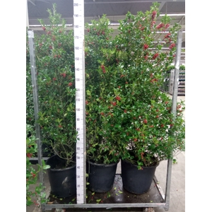 Ilex aquifolium 'J.C. van Tol'