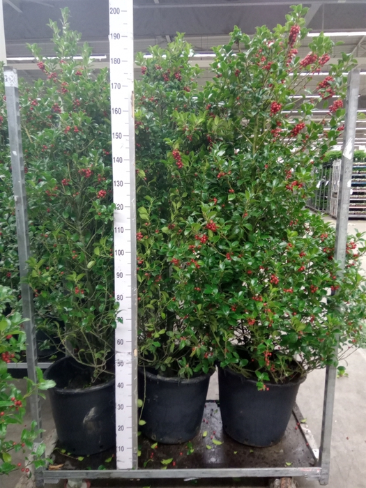 <h4>Ilex aquifolium 'J.C. van Tol'</h4>