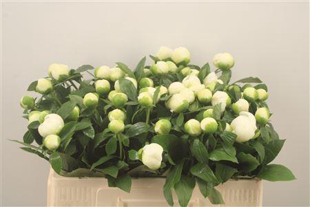 <h4>Paeo L Duches D Nemo</h4>