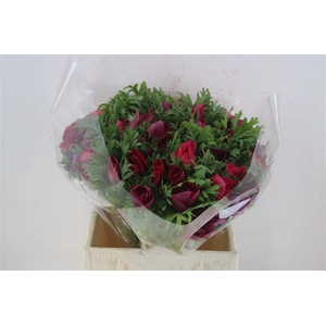 Anem Mistral Super Magenta