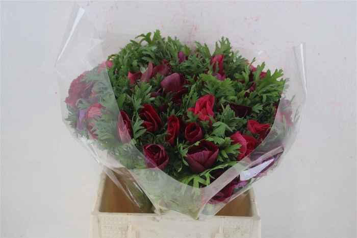 <h4>Anem Mistral Super Magenta</h4>