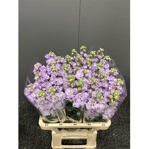 Matth Iron Lavendel