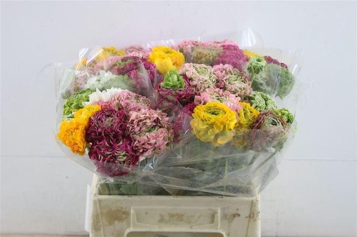 <h4>Ran Pon Pon Mixed</h4>