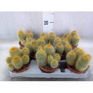 Parodia leninghausii