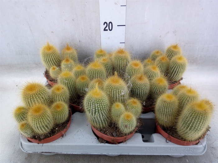 <h4>Parodia leninghausii</h4>