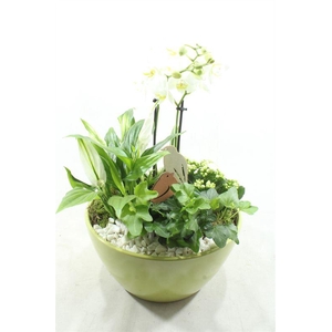 0395 DIDO GREEN PHALEANOP