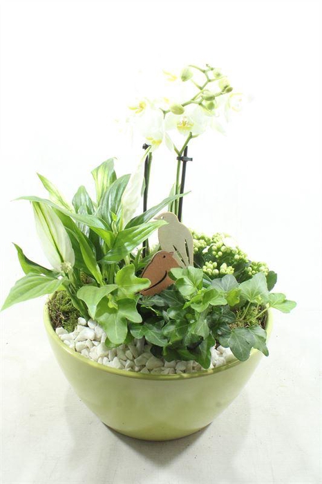 <h4>0395 DIDO GREEN PHALEANOP</h4>