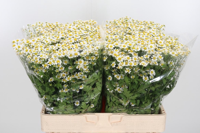 <h4>Tanacetum Pa Single Vegmo</h4>