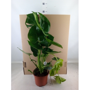 Monstera delic.