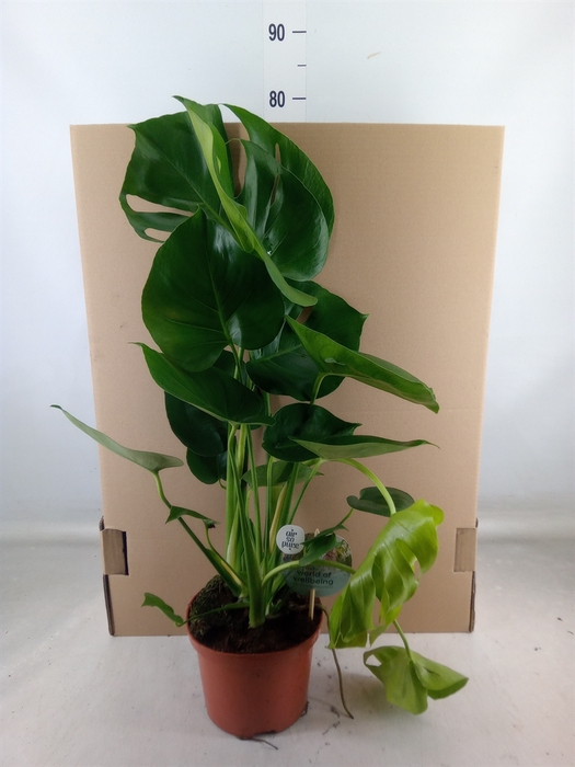 <h4>Monstera delic.</h4>