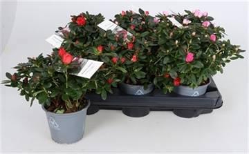 <h4>RHODO SI GEM</h4>