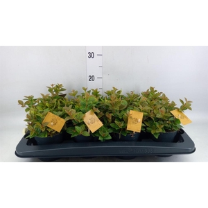 Peperomia angulata