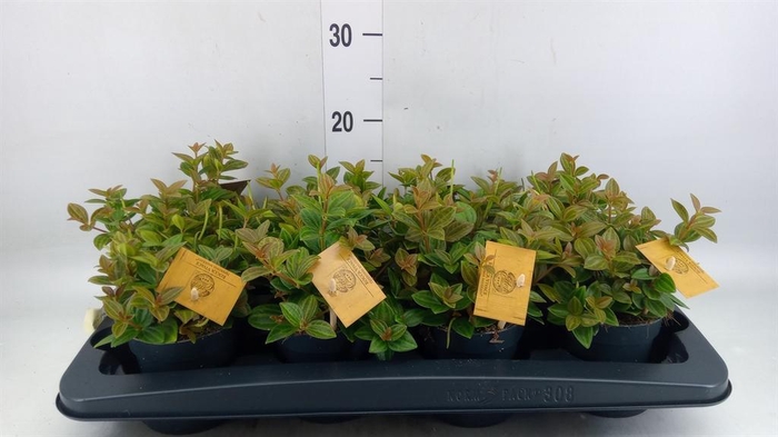 <h4>Peperomia angulata</h4>