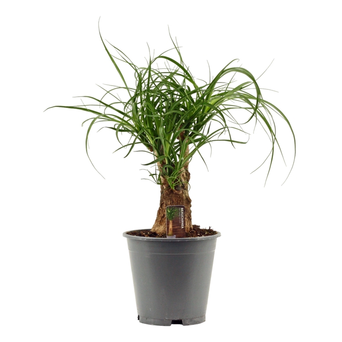 <h4>Beaucarnea vertakt 19 cm</h4>