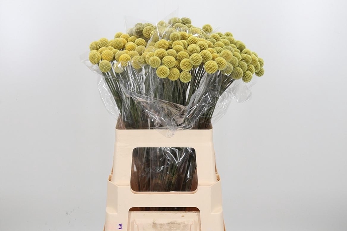 <h4>Craspedia - Overig</h4>