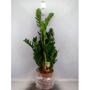 Zamioculcas zamiifolia