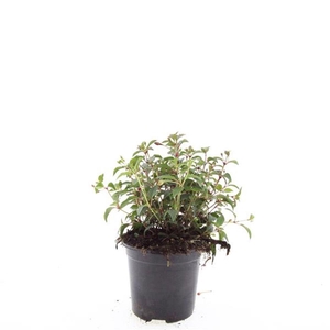 Fuchsia Madame Cornelissen