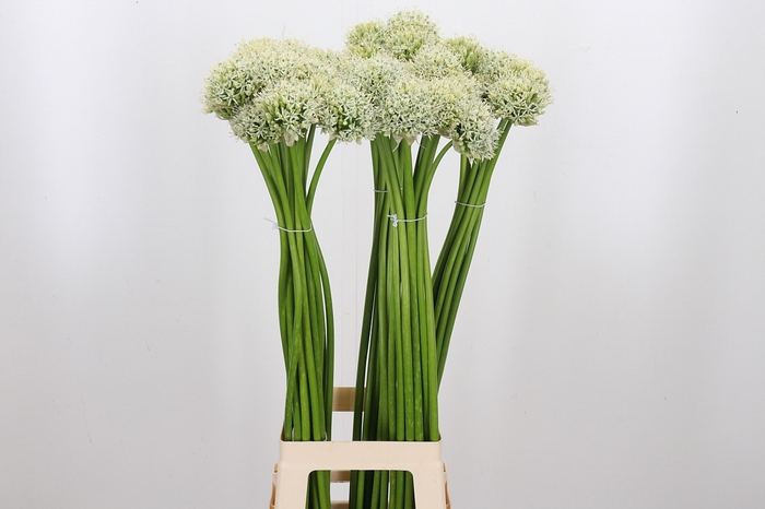 <h4>Allium Mount Everest</h4>