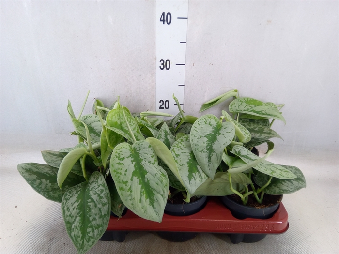 <h4>Scindapsus pictus 'Trebie'</h4>
