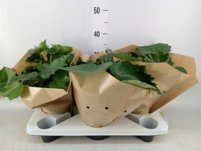 <h4>Begonia BD 'Rubi Verde'</h4>