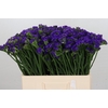 Limonium Navy Sun Birds