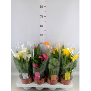 Zantedeschia   ...mix 4