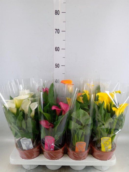 <h4>Zantedeschia   ...mix 4</h4>